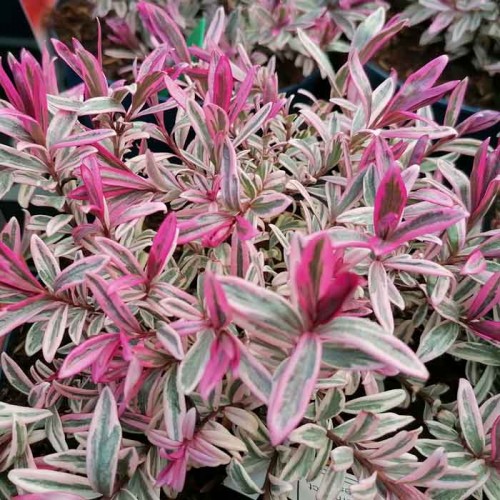 Hebe Red Sunset | ScotPlants Direct